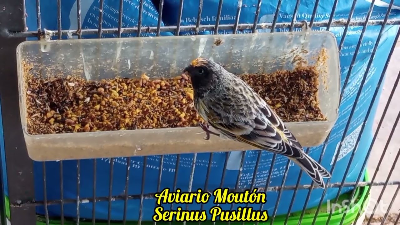 Serinus Pusillus. Avimax Forte.
