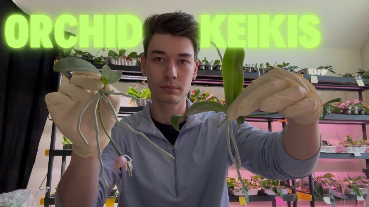 Repotting Phalaenopsis Orchid Keikis