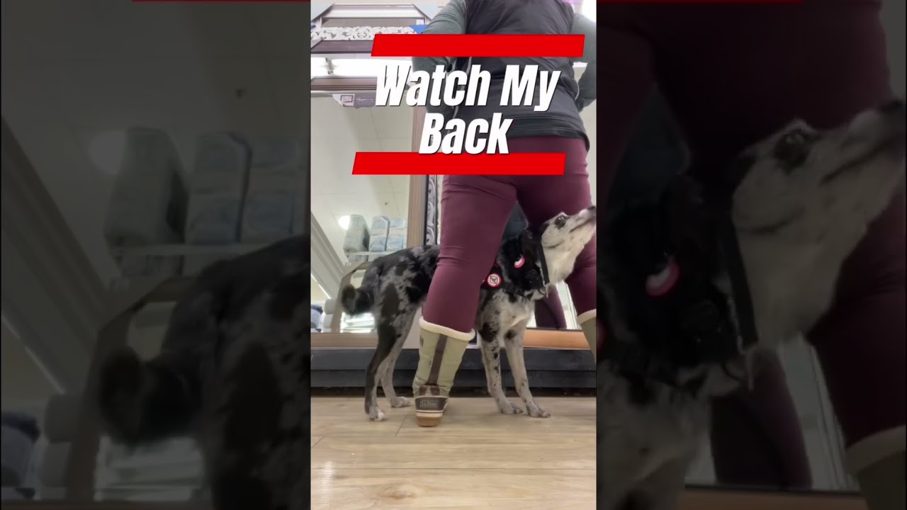 Задачи собак психиатрической службы #servicedogtrainer