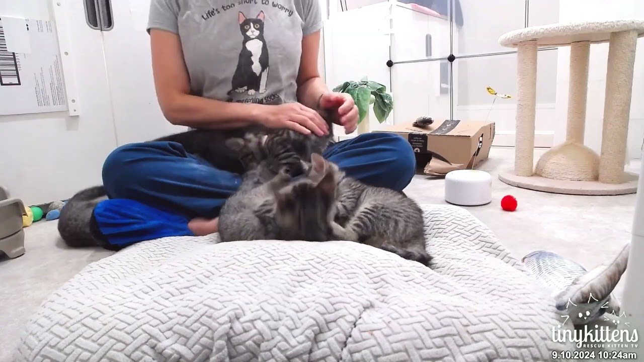 Shelly discusses FeLV testing Sep 10 2024 (rambling, per usual!)