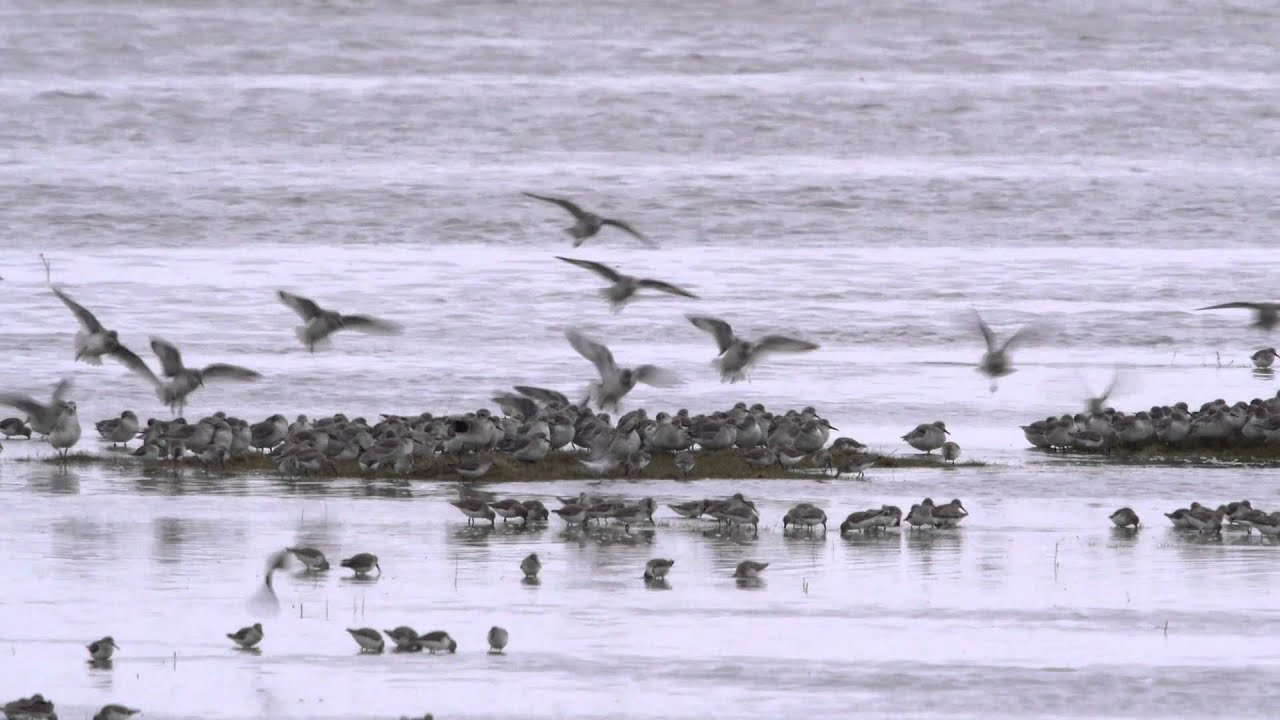 Wader Roost, Ribble Estuary National Nature Reserve.