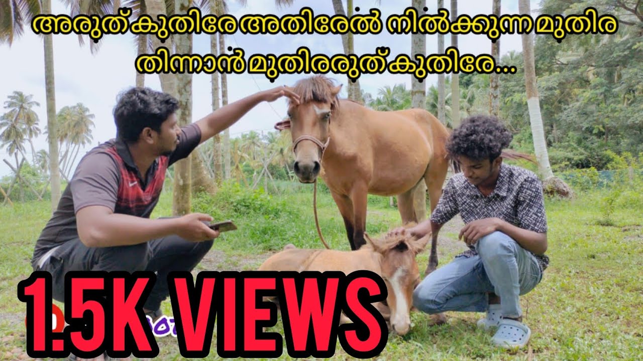 കുട്ടികൾക്കും, മുതിർന്നവർക്കും ഒരു പോലെ പ്രിയപ്പെട്ട PONY🐎/petfoots/horse/ thrissur kerala/