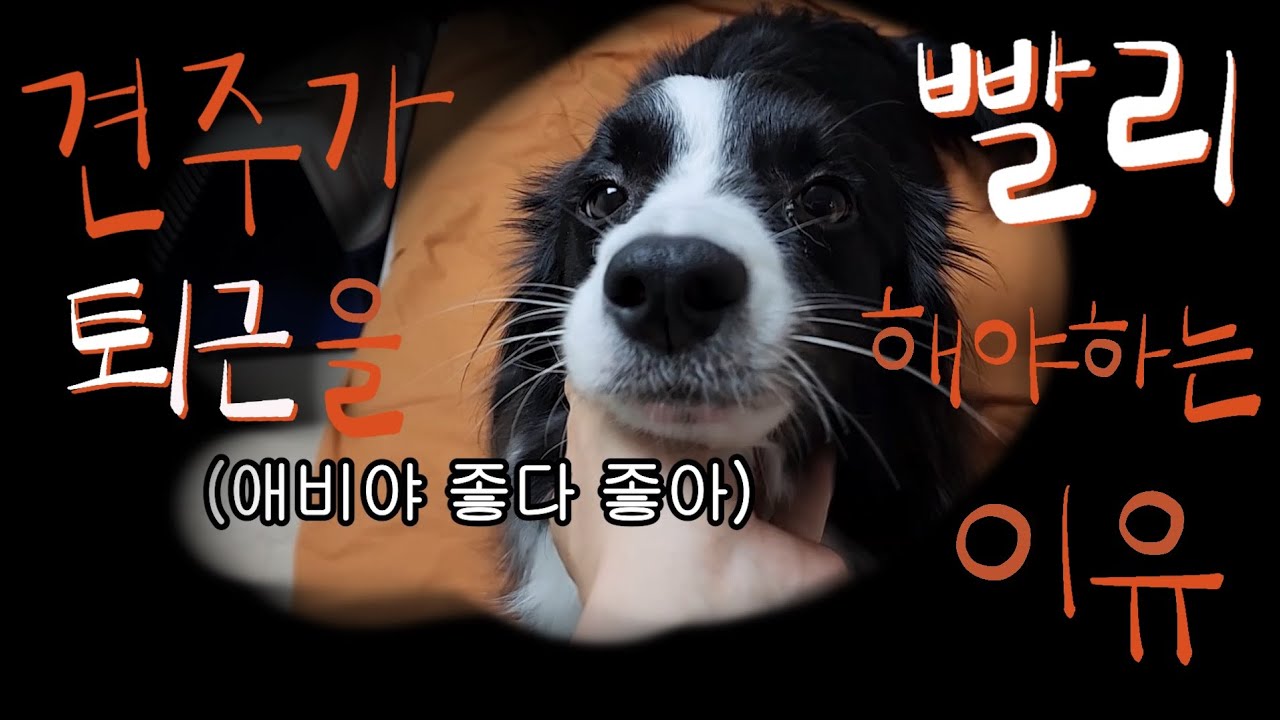 (ep.01) 퇴근한 아빠에게 보이는 반응