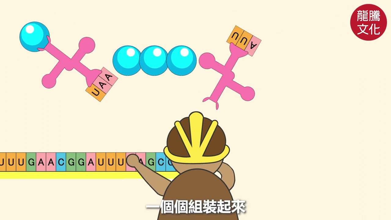基因的表現－DNA的轉錄與轉譯