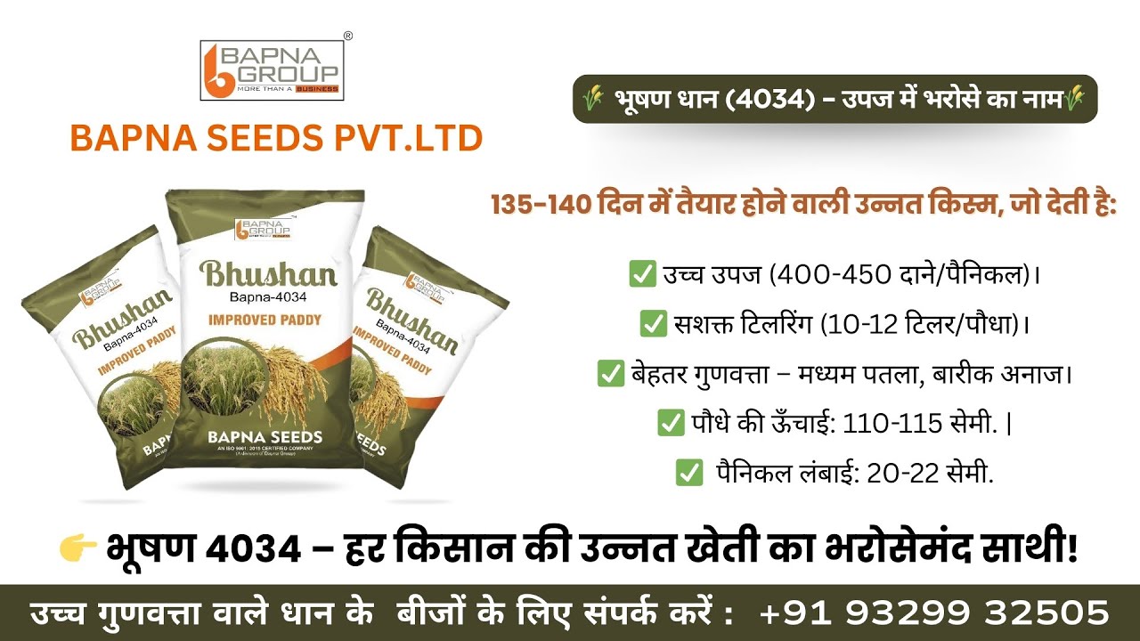 🌾भूषण धान — पतले महीन धानों में सबसे अधिक पैदावार!रोगों के प्रति सहनशील, किसानों की पहली पसंद!🌾