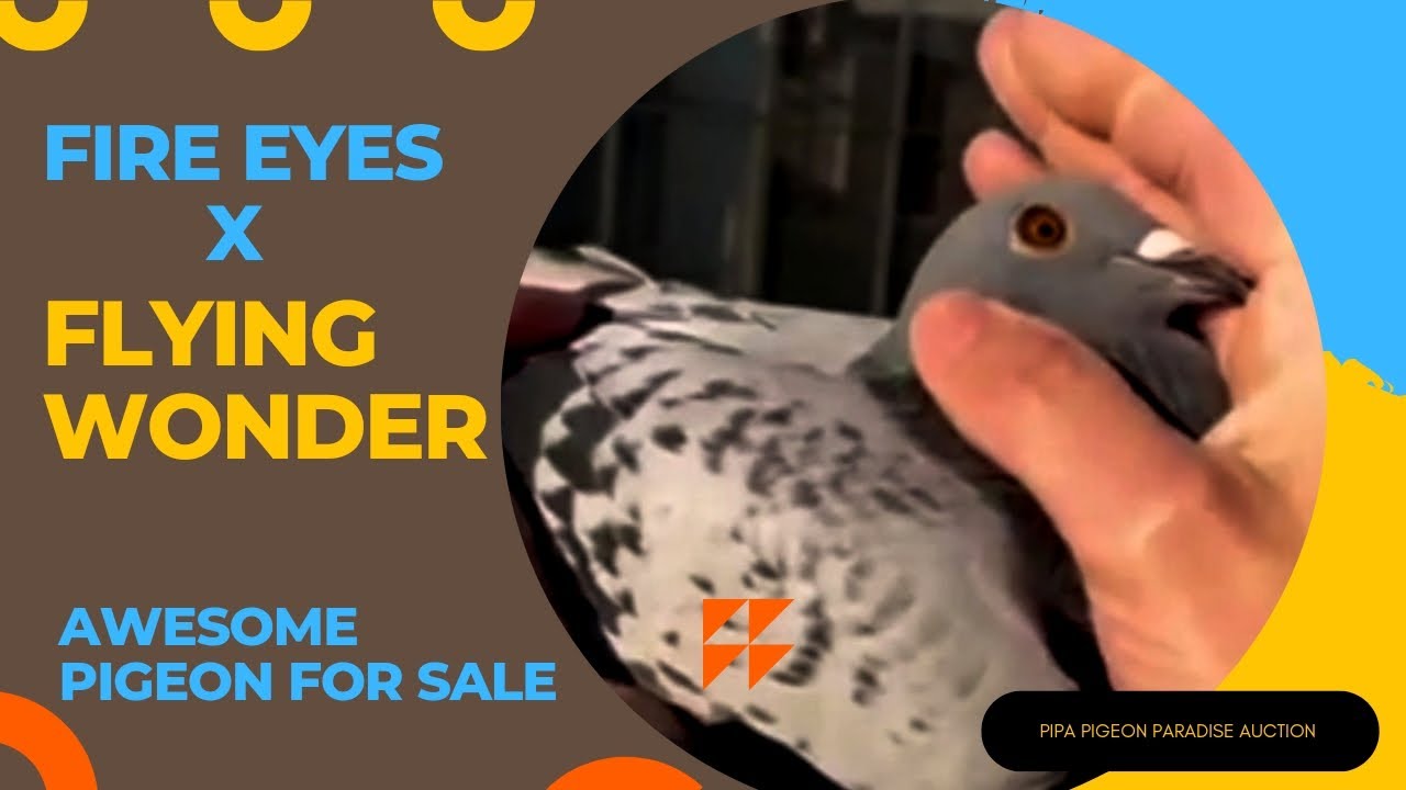 G & S Veekerk NL Top Performer Fancier Of Racing Pigeons | One Of The Best Bloodline Pigeon For Sale