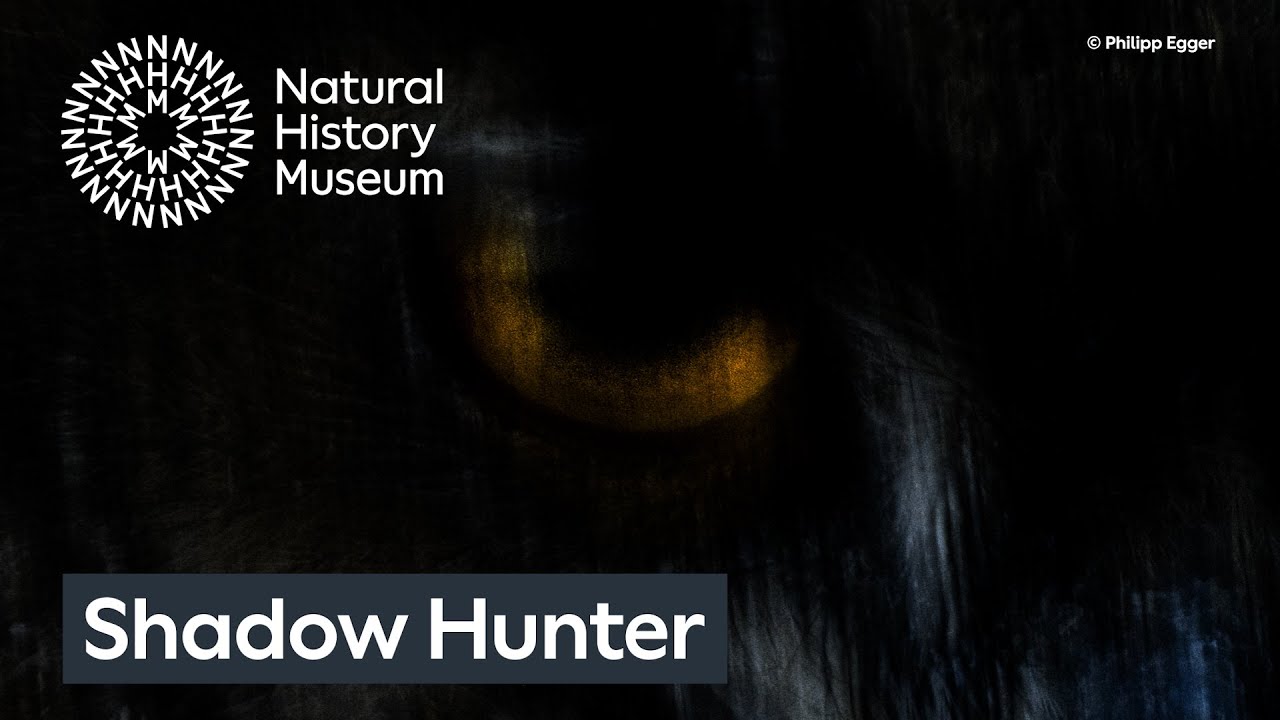 «Охотник на тени» Филиппа Эггера | Фотограф дикой природы года