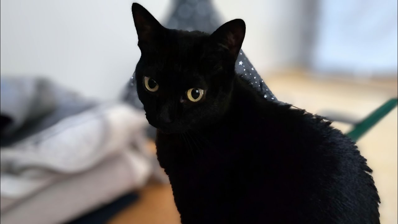 呼びつけておいてすっとぼけな黒猫