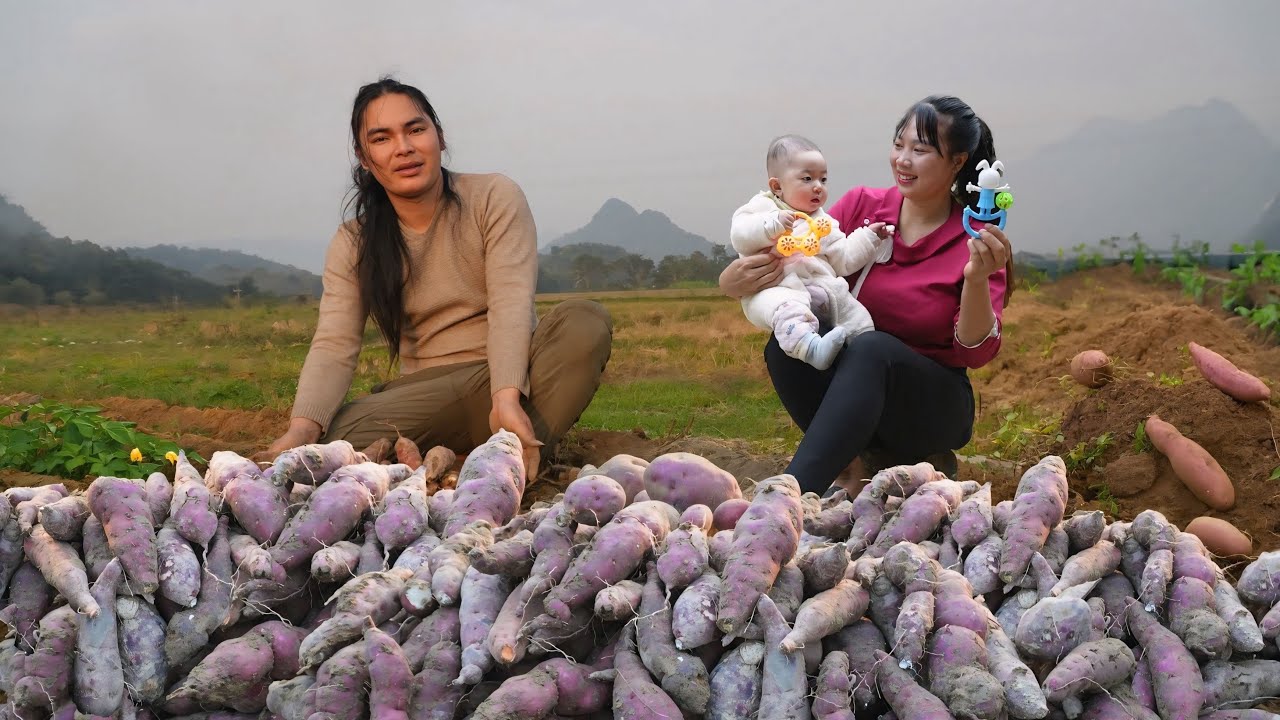 Harvesting Purple Sweet Potatoes, Selling at the Market, and Cooking Braised Pork Hock.
