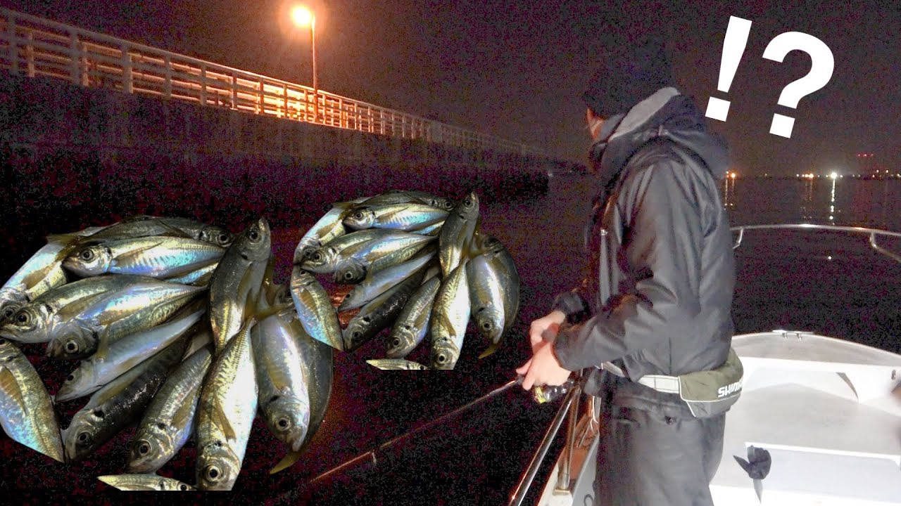 工場地帯で釣れたアジが『最高級』のアジでした。