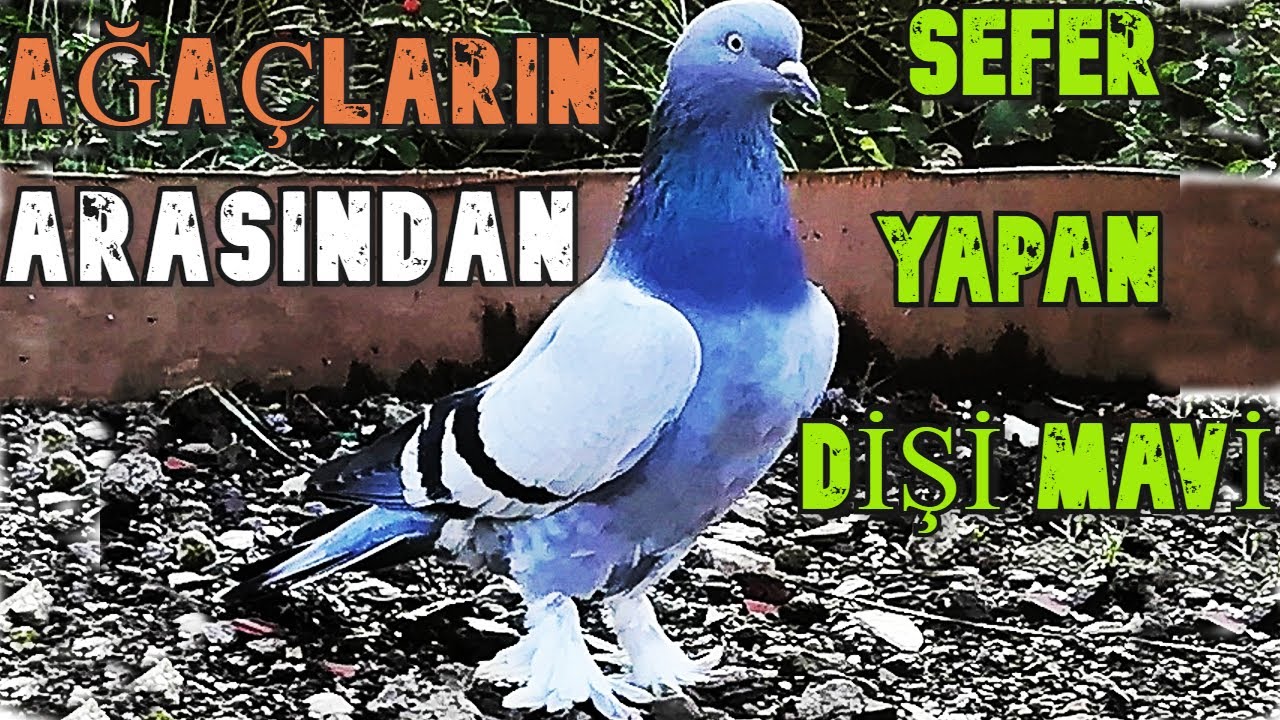 AĞAÇLARIN ARASINDAN SEFER E BAŞLADI!  1. ANTRENMAN SEFERLİ TAKLACI OYUNLU GÜVERCİN VİDEOLARI