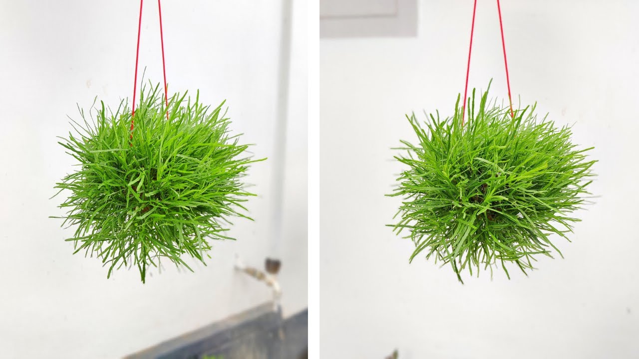 How to make hanging grass ball | Hanging plant ideas | Hanging balls