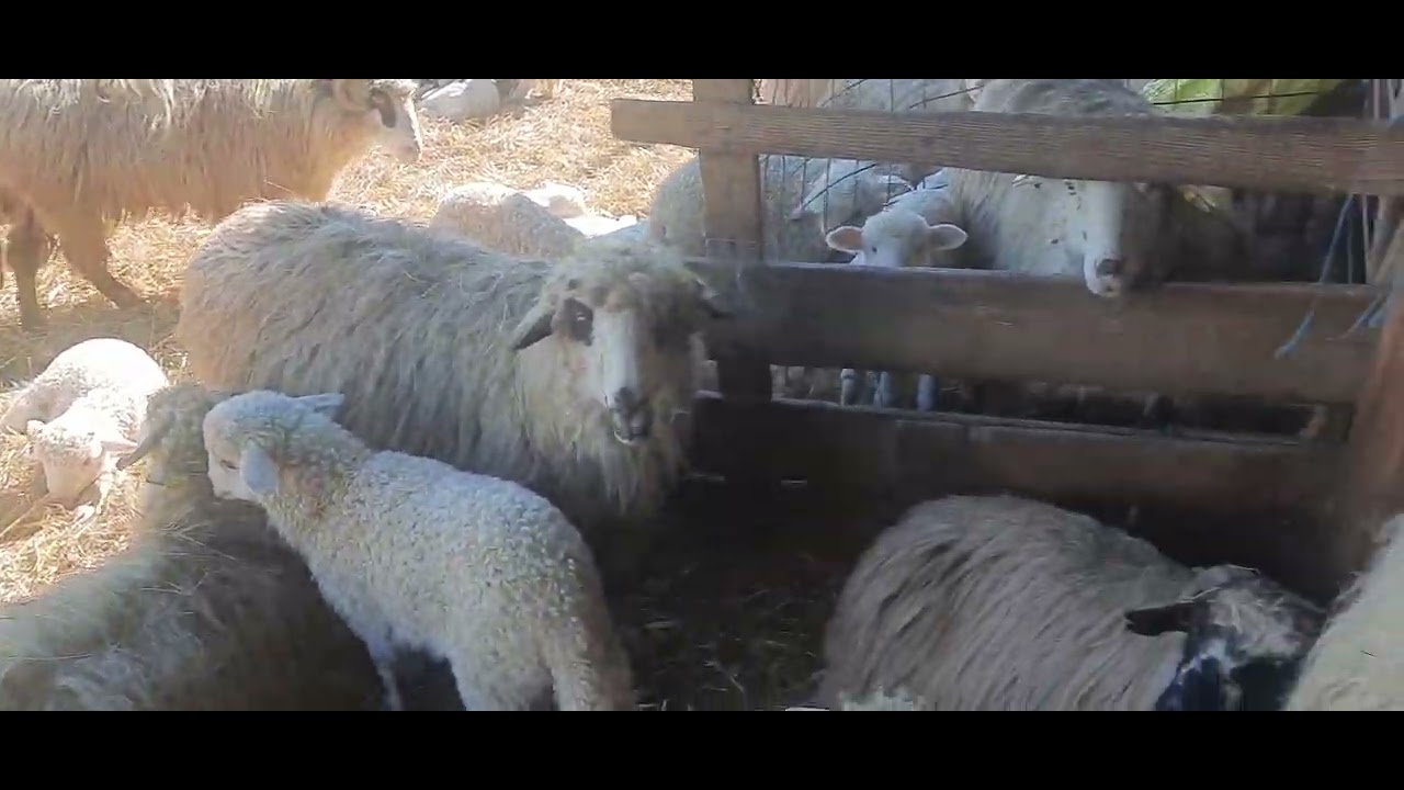 Toți  miei  fătati  până  în  prezent  🐏🐑🐏