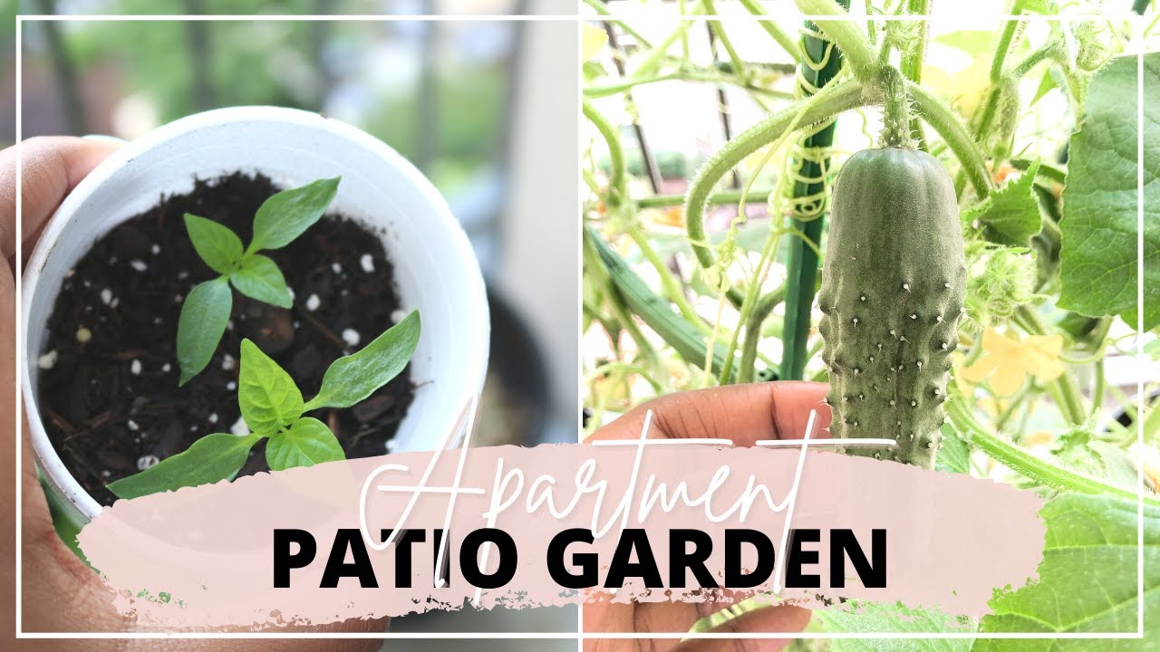 APARTMENT PATIO GARDEN DIY 🌶🌱🍆 | How I Grew A Small Beginner Balcony Garden