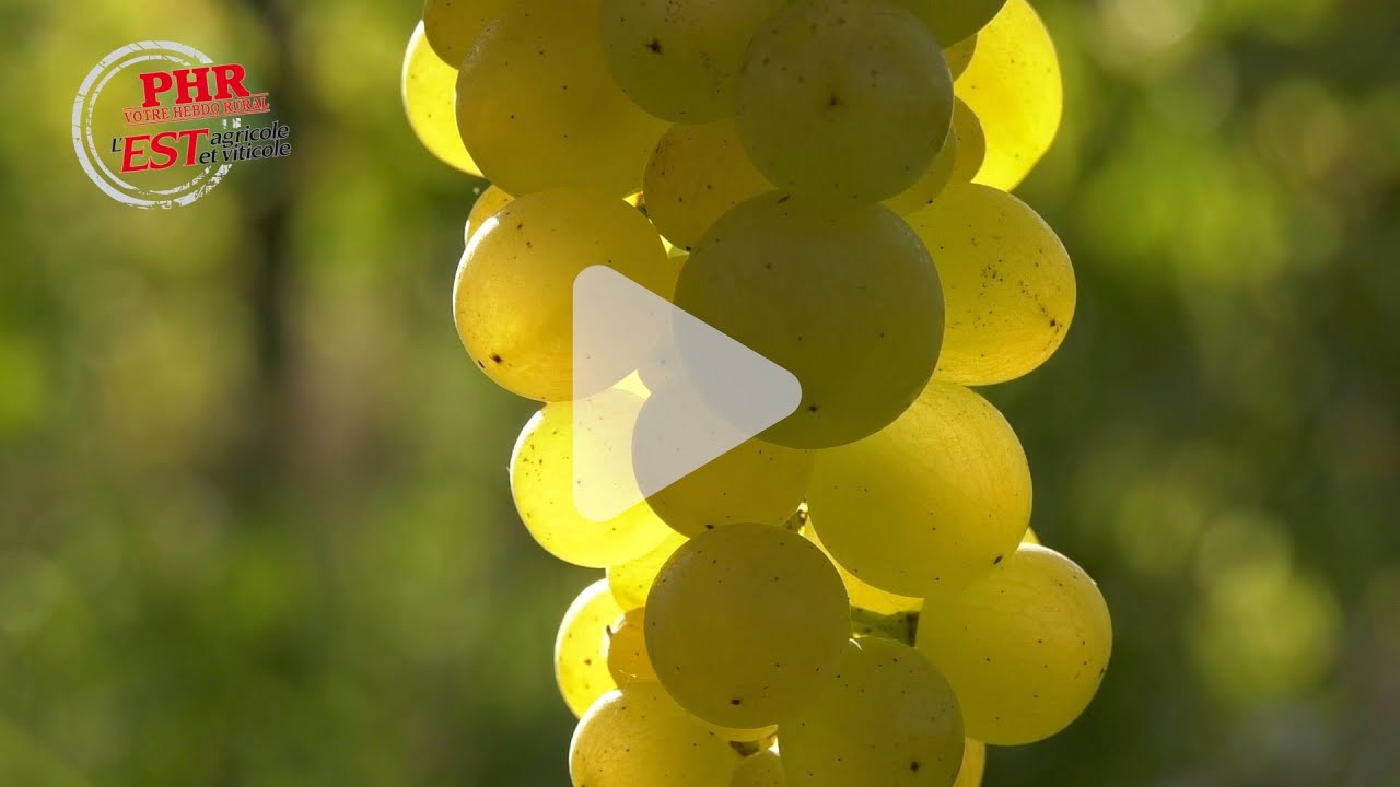Une collection de raisins de table en Alsace