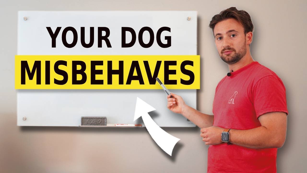 Why Your Dog Misbehaves (and how to stop it)