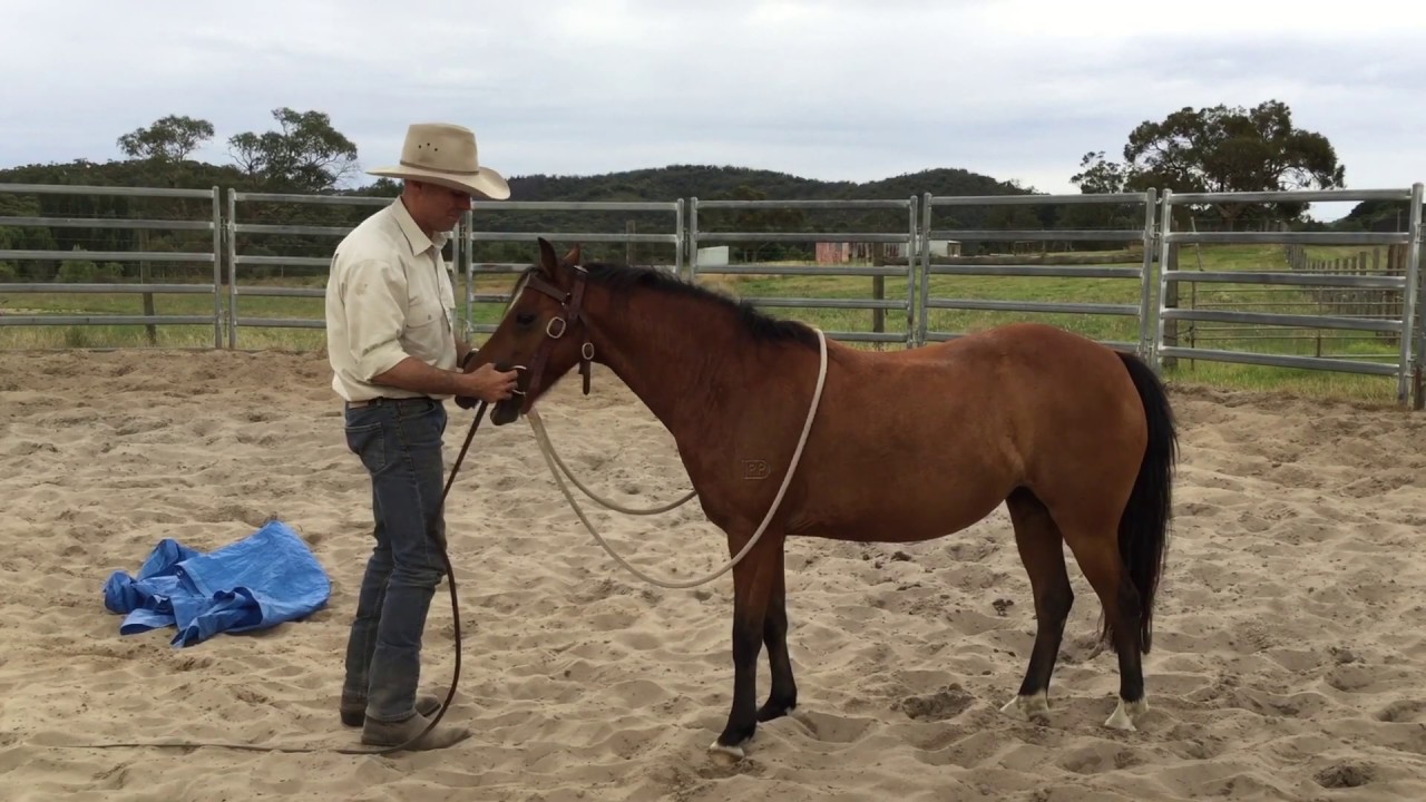 Training A Pony