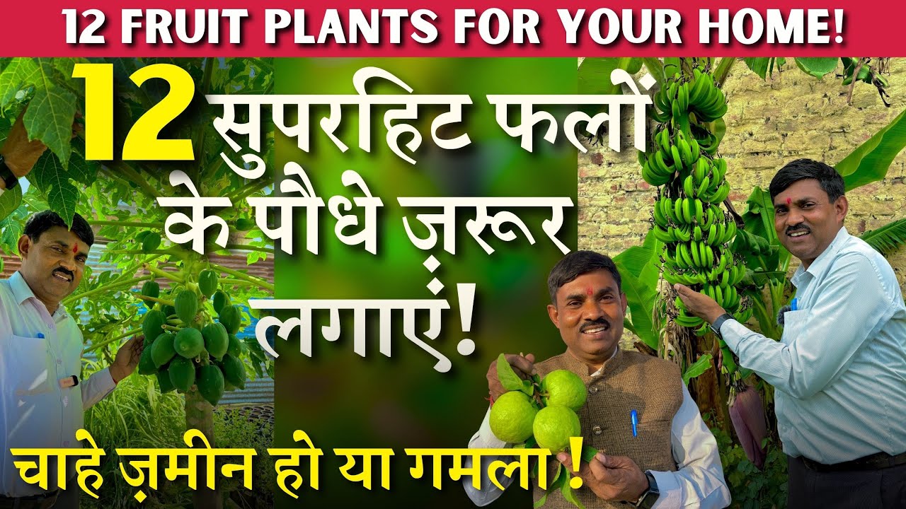 12 सुपरहिट फलों के पौधे ज़रूर लगाएं || चाहे ज़मीन हो या गमला || 12 Fruit Plants for your Home !