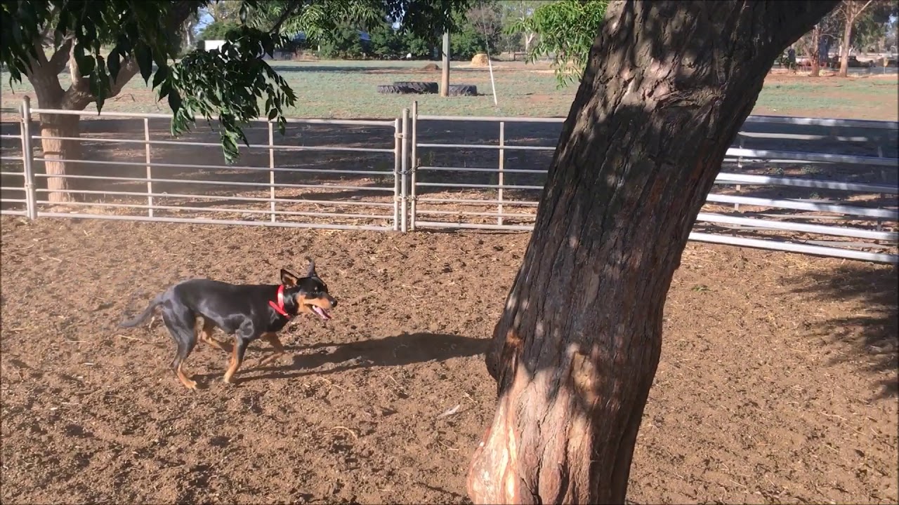 Lot 43 Jerilderie Working Dog Auction 2018 - Bess - 27 months old