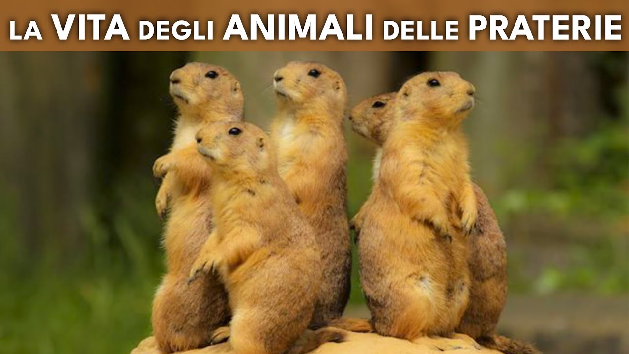 La vita degli animali delle praterie 🦥