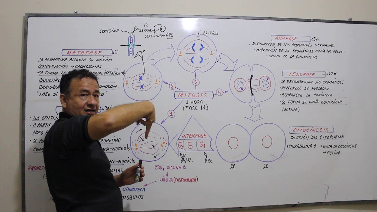 MITOSIS - PROFASE - METAFASE - ANAFASE -TELOFASE - CITOCÍNESIS