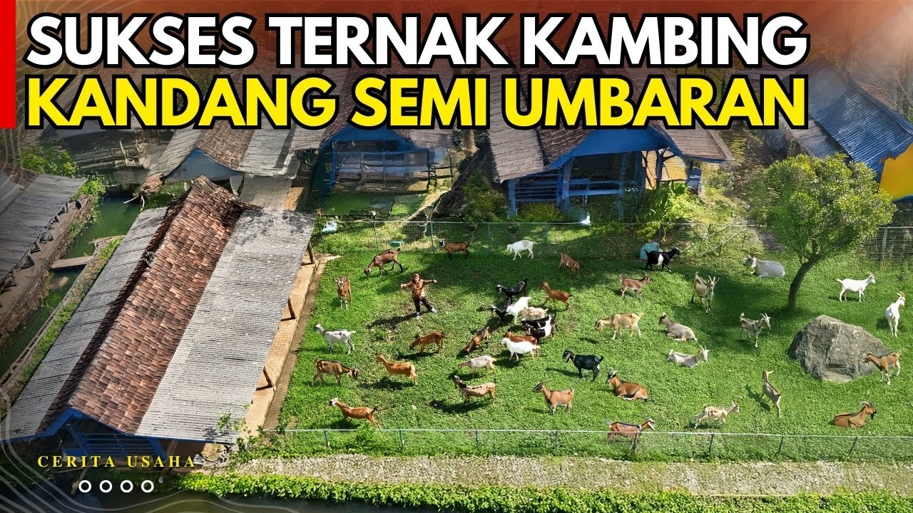 MODAL KECIL SUKSES TERNAK KAMBING KANDANG SEMI UMBARAN INI RAHASIANYA | CERITA USAHA LURISAE FARM