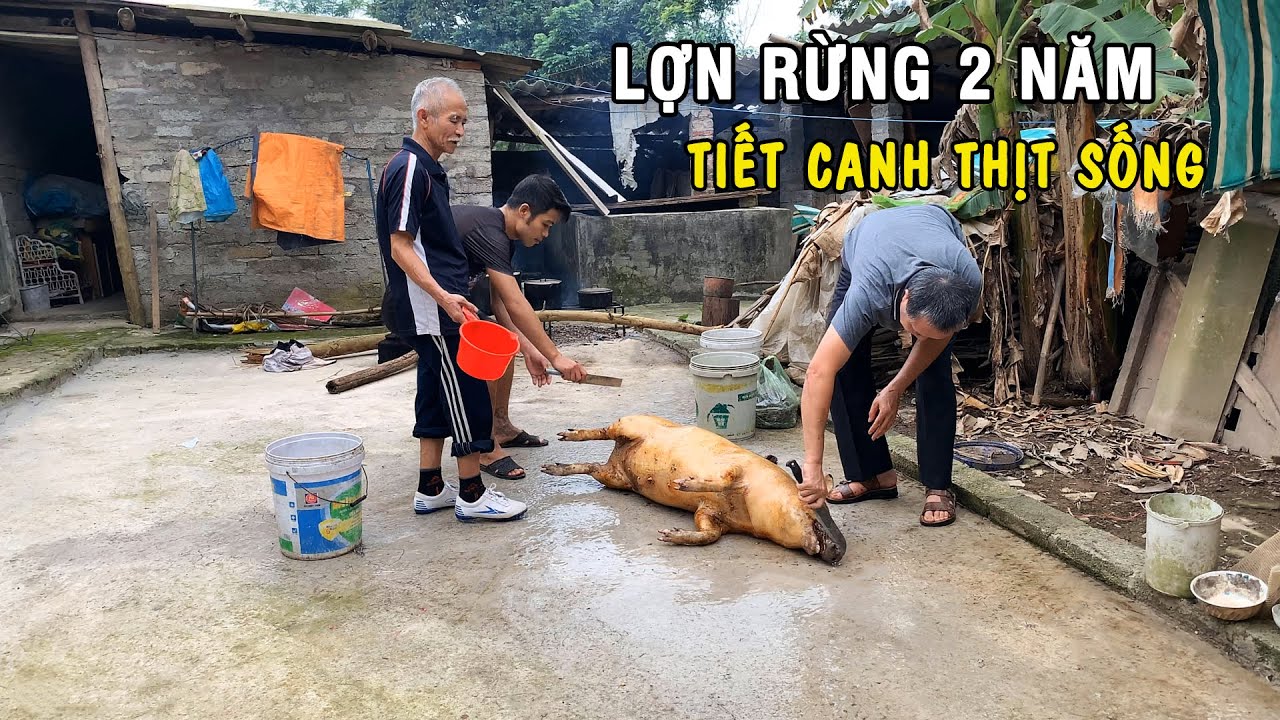 LỢN RỪNG 70KG NUÔI 2 NĂM • Tiết Canh Lòng Lợn ✦ Thịt Sống Tái Chanh