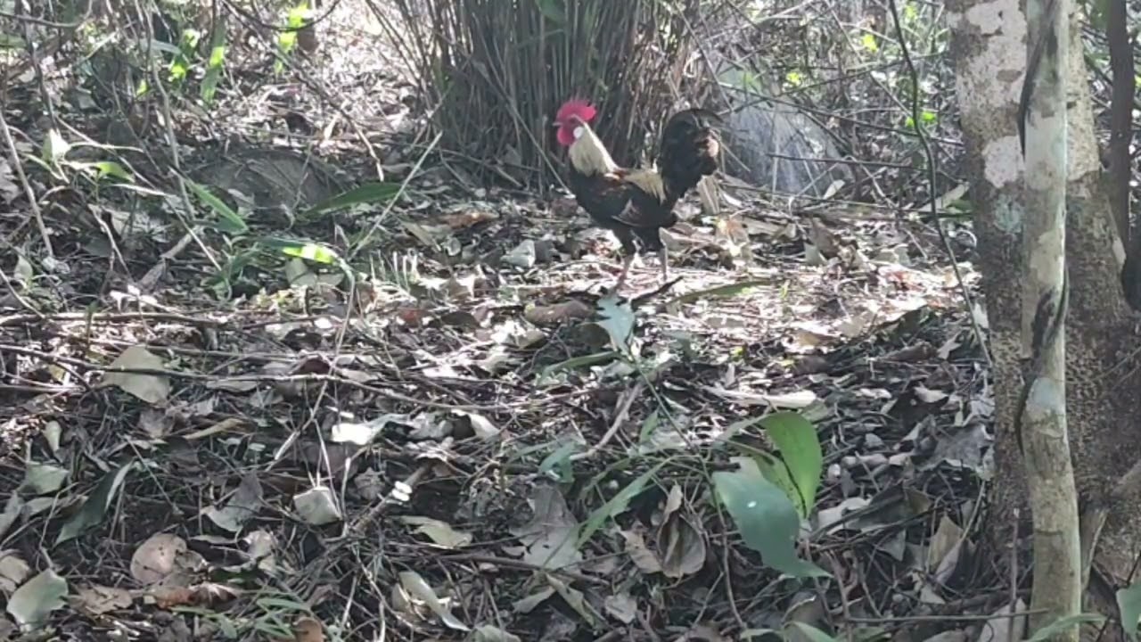 Bảy Gà Rừng Tơ Chuối Tập Rừng....