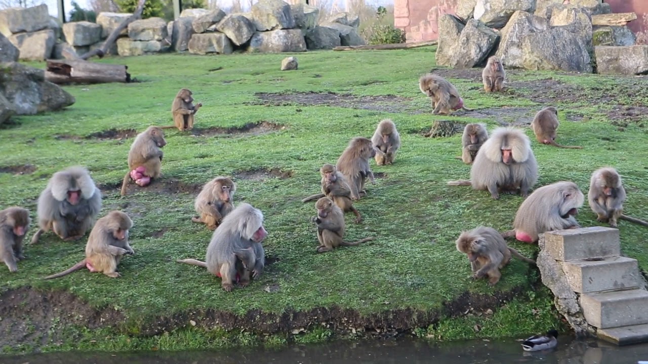 World Monkey Day at Flamingo Land