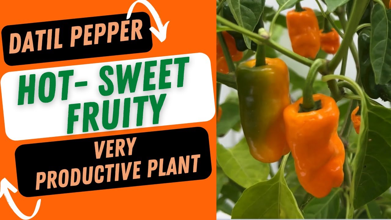 DATIL PEPPERS -HOT SWEET AND FRUITY -VERY PRODUCTIVE PLANT