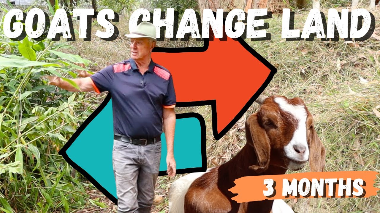 3 Month Update! Goats vs Weeds: Regenerating Land Without Chemicals | Grazeaway Breakthrough
