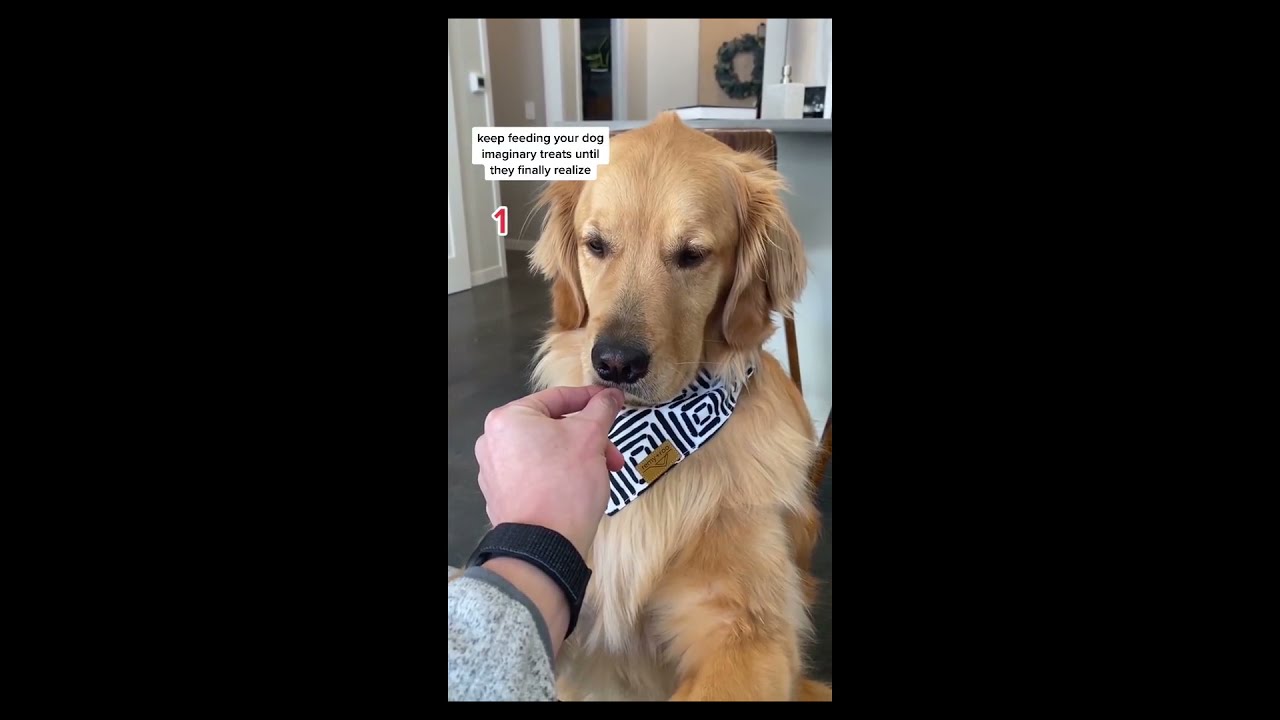 Cheating your dog with imaginary food until they realized | Funny compilation - So Adorable 