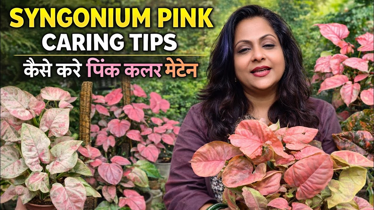 Syngonium  Pink caring tips || Pink syngonium varieties॥पिंक सिंगोनियम प्लांट की देखभाल #Arrowhead