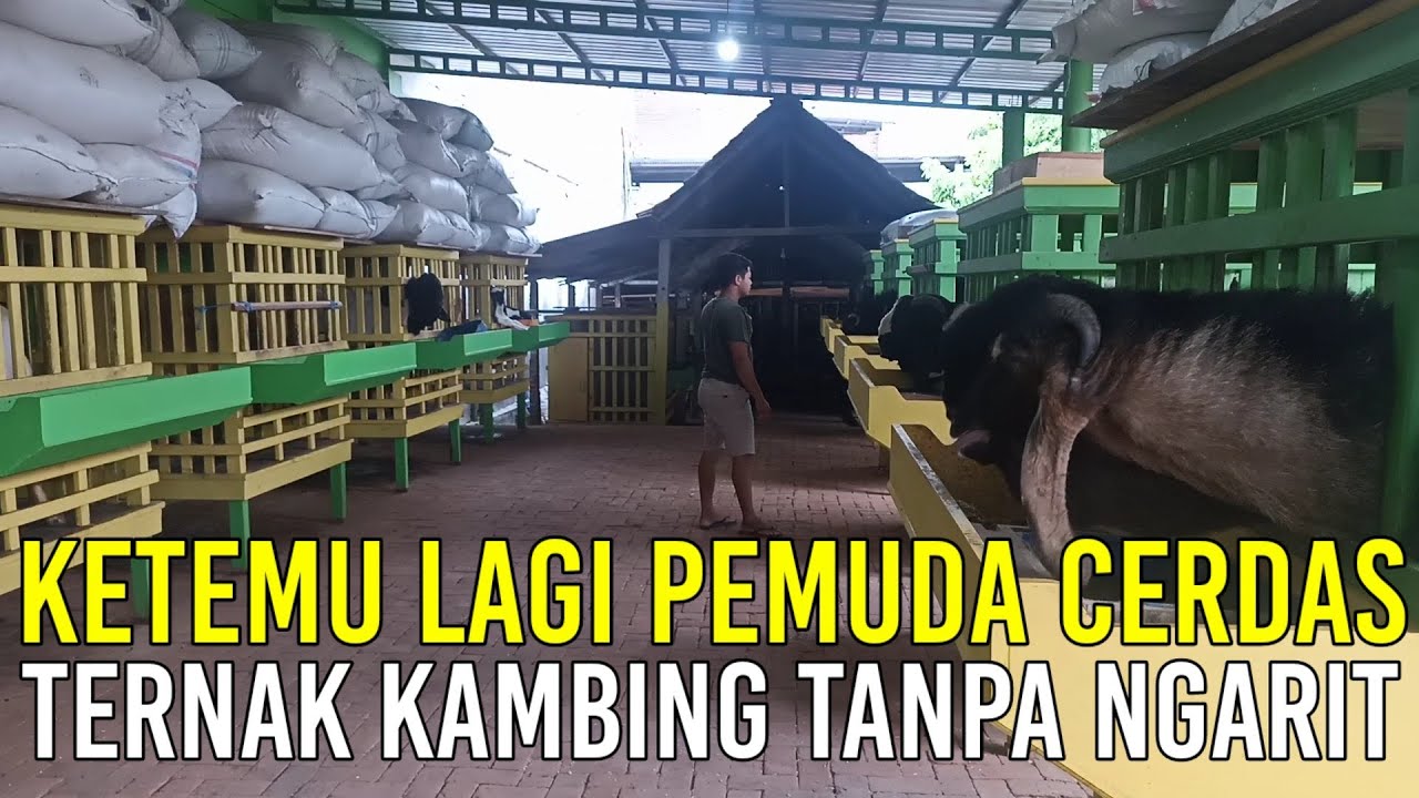 Pemuda Cerdas Ternak Kambing Tanpa Ngarit | Sahabat Sapi Dolan Kandang