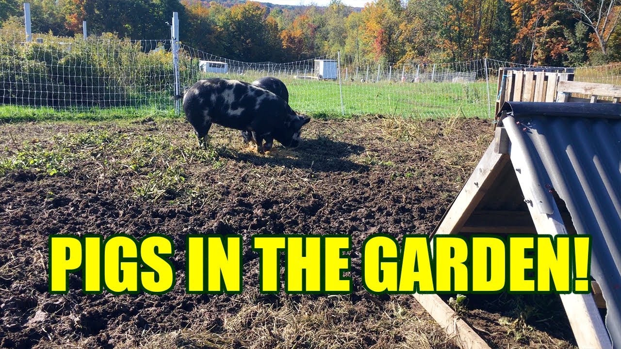 Pigs in the garden?  See how a pig can transform your land!