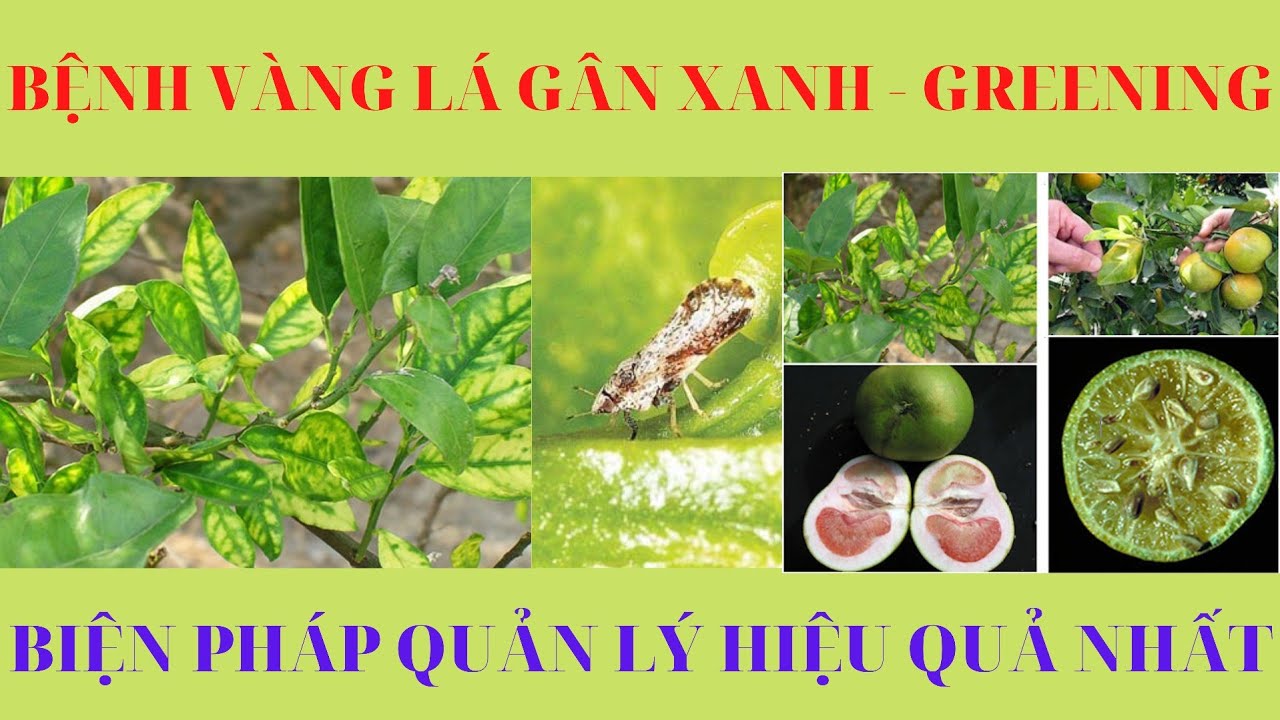Bệnh Vàng lá gân xanh - Vàng lá Greening trên cây có múi | Biện pháp quản lý bệnh hiệu quả | NNCT