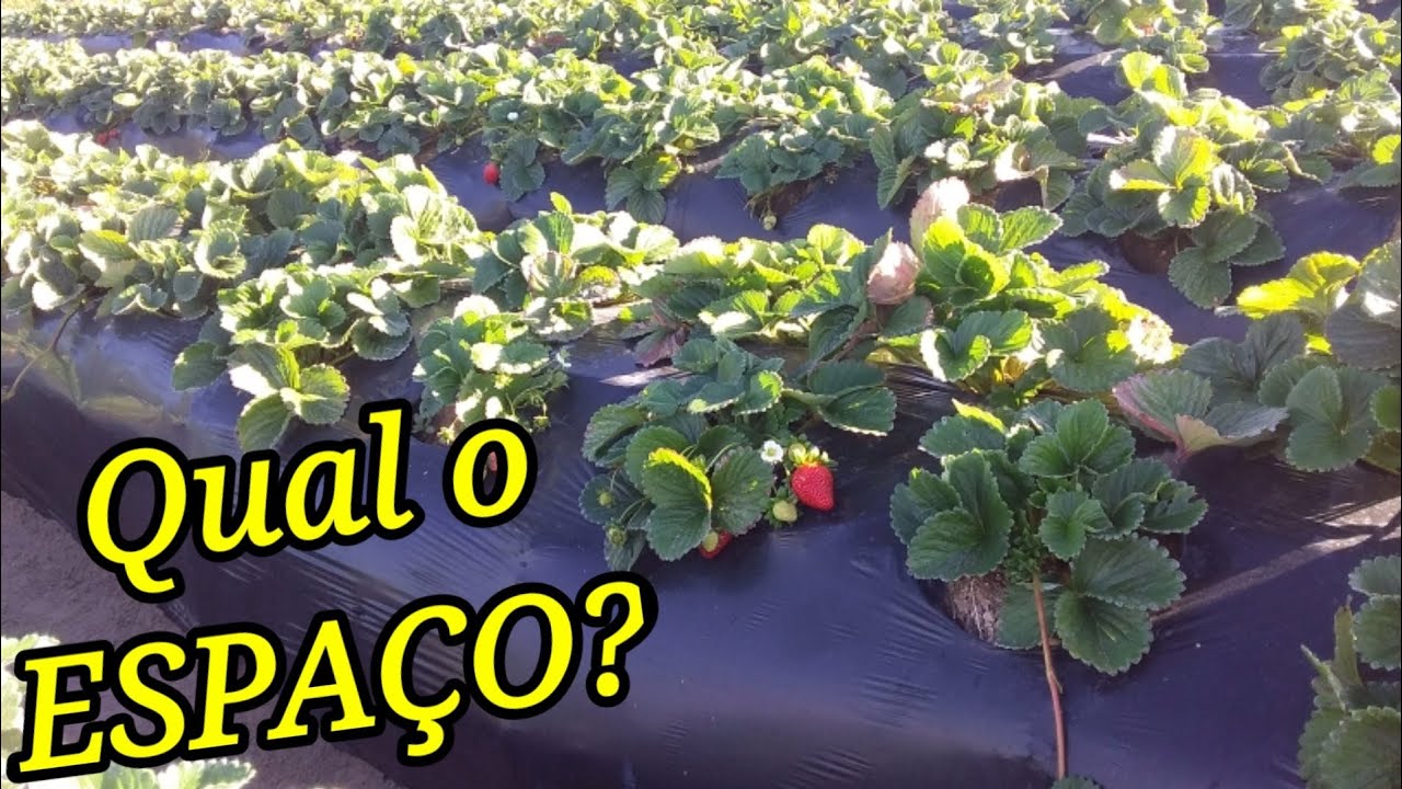 Calculando a área para o plantio de morango - SIMPLES ASSIM