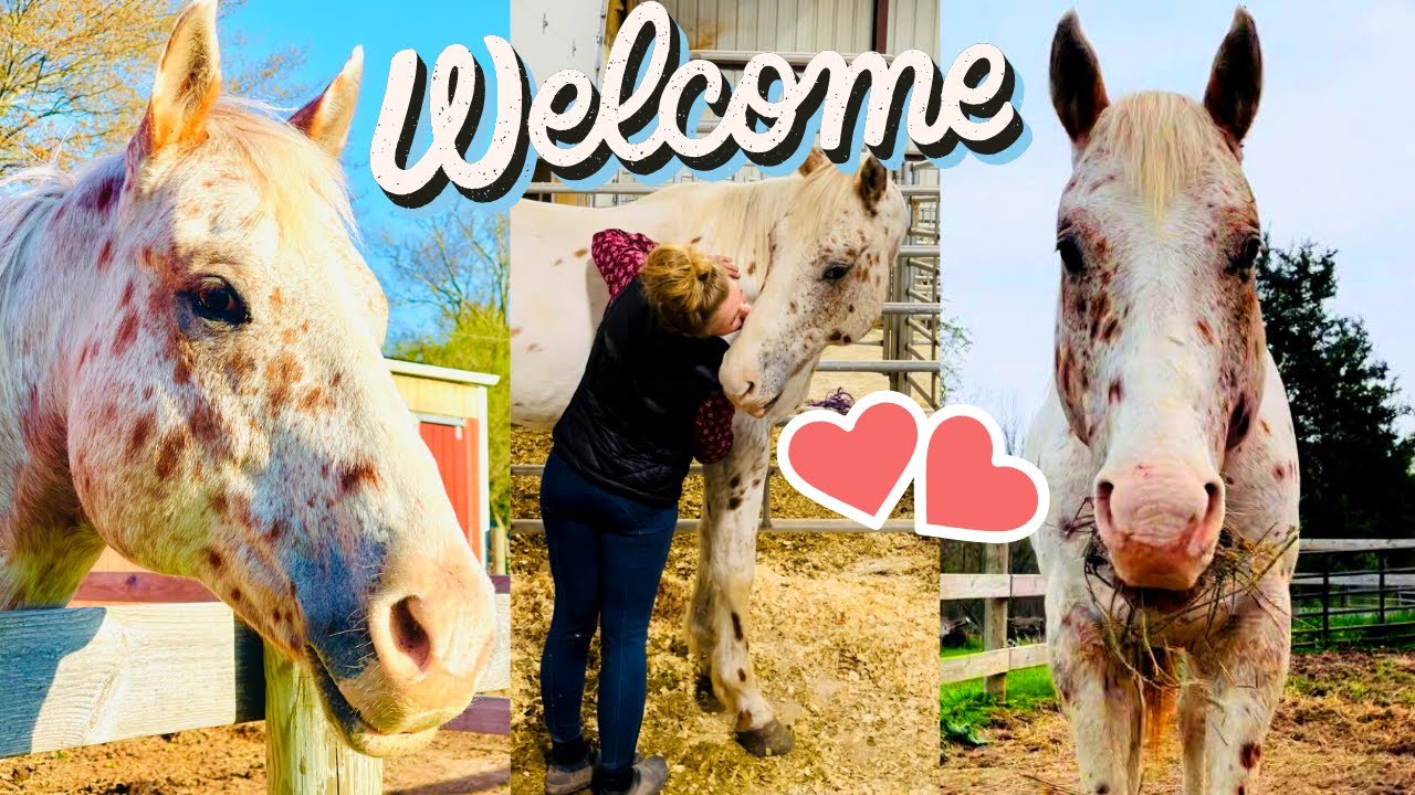 MEET MY NEW APPALOOSA HORSE!