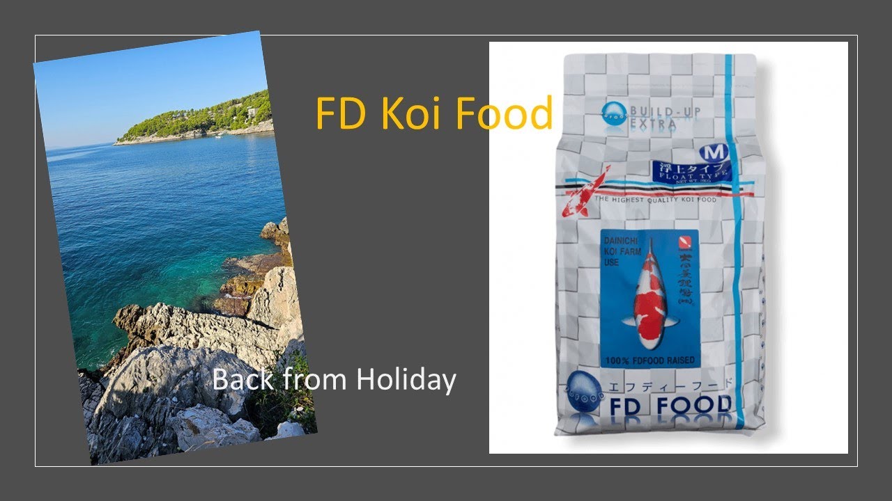 Back from holiday - did all the fish make it? The switch to FD food #FD koi food