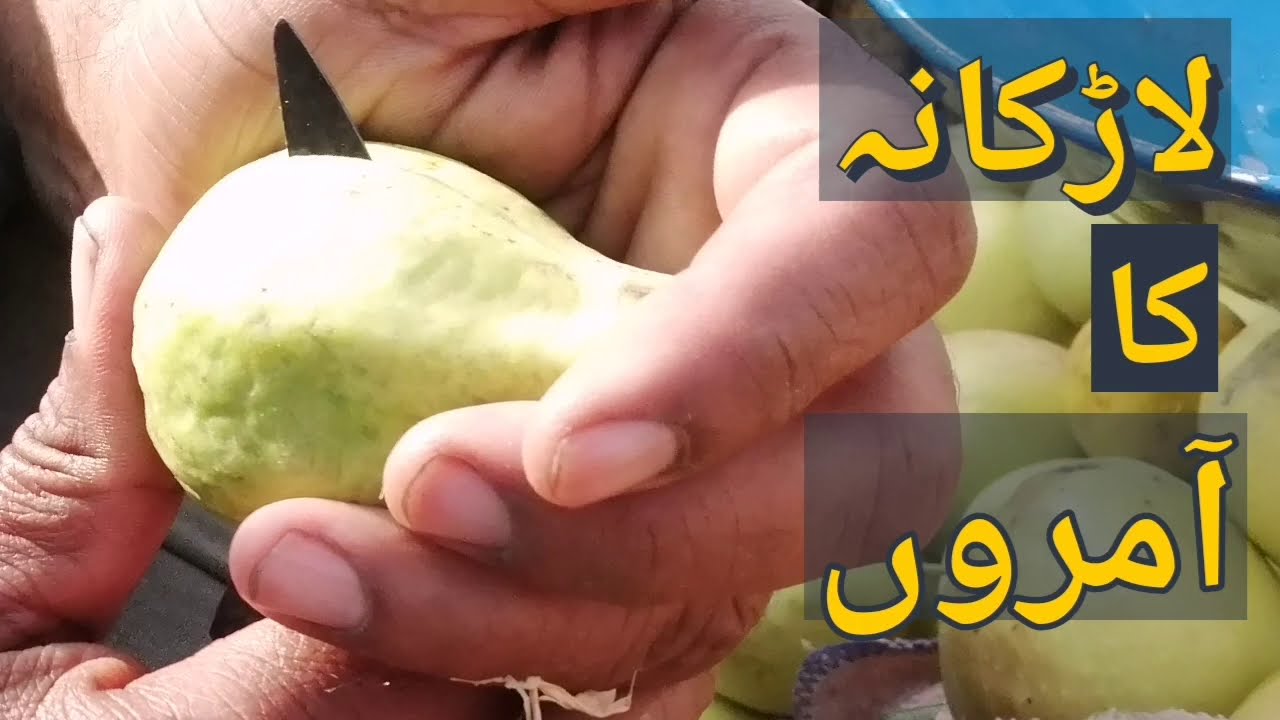 Guava Varieties in Pakistan II Larkana Variety II Kalera Fruit Farms