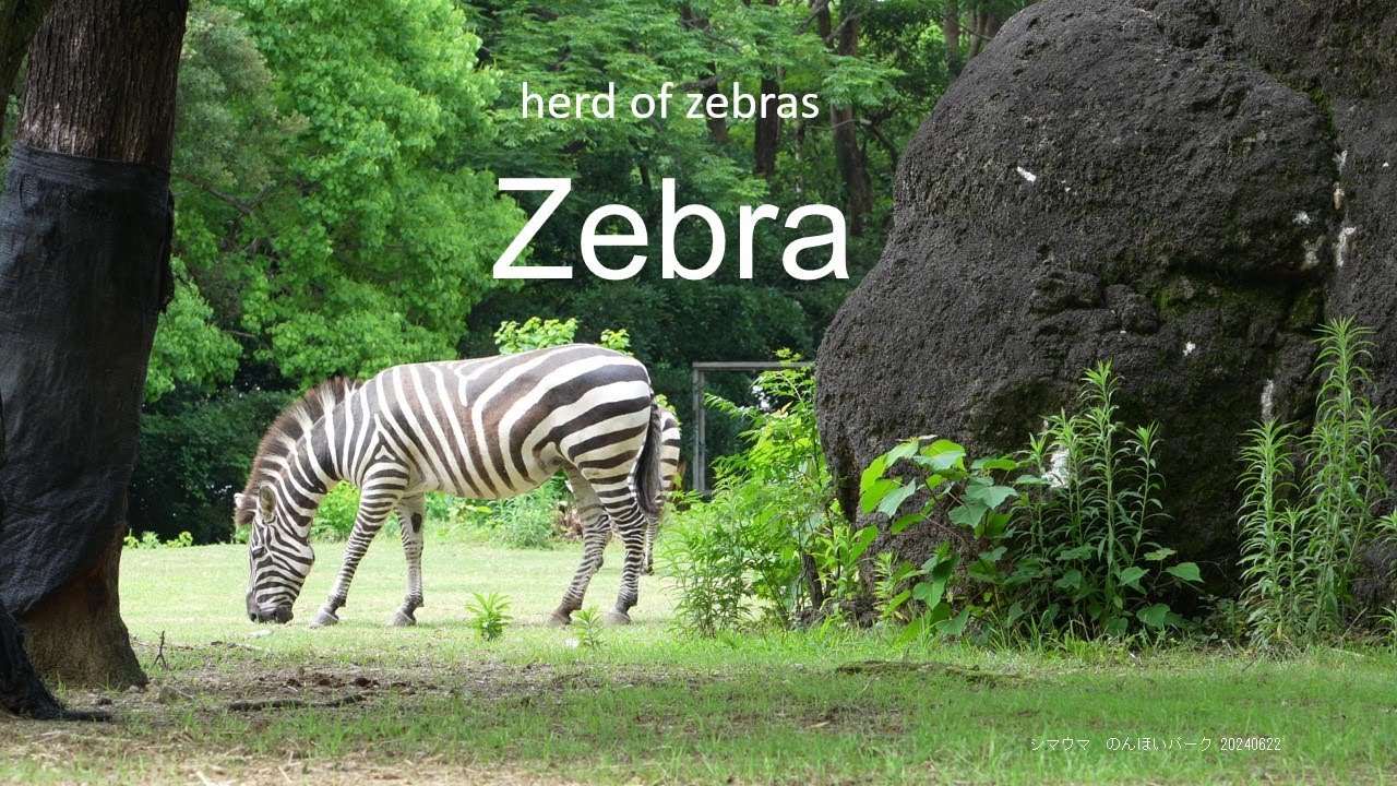 Zebra 20240622／Toyohashi Zoo & Botanical Park（non_hoi_park）／4K