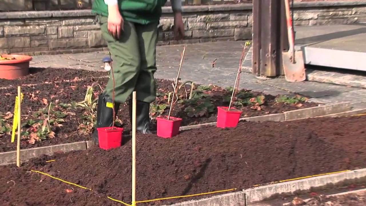 Himbeeren pflanzen
