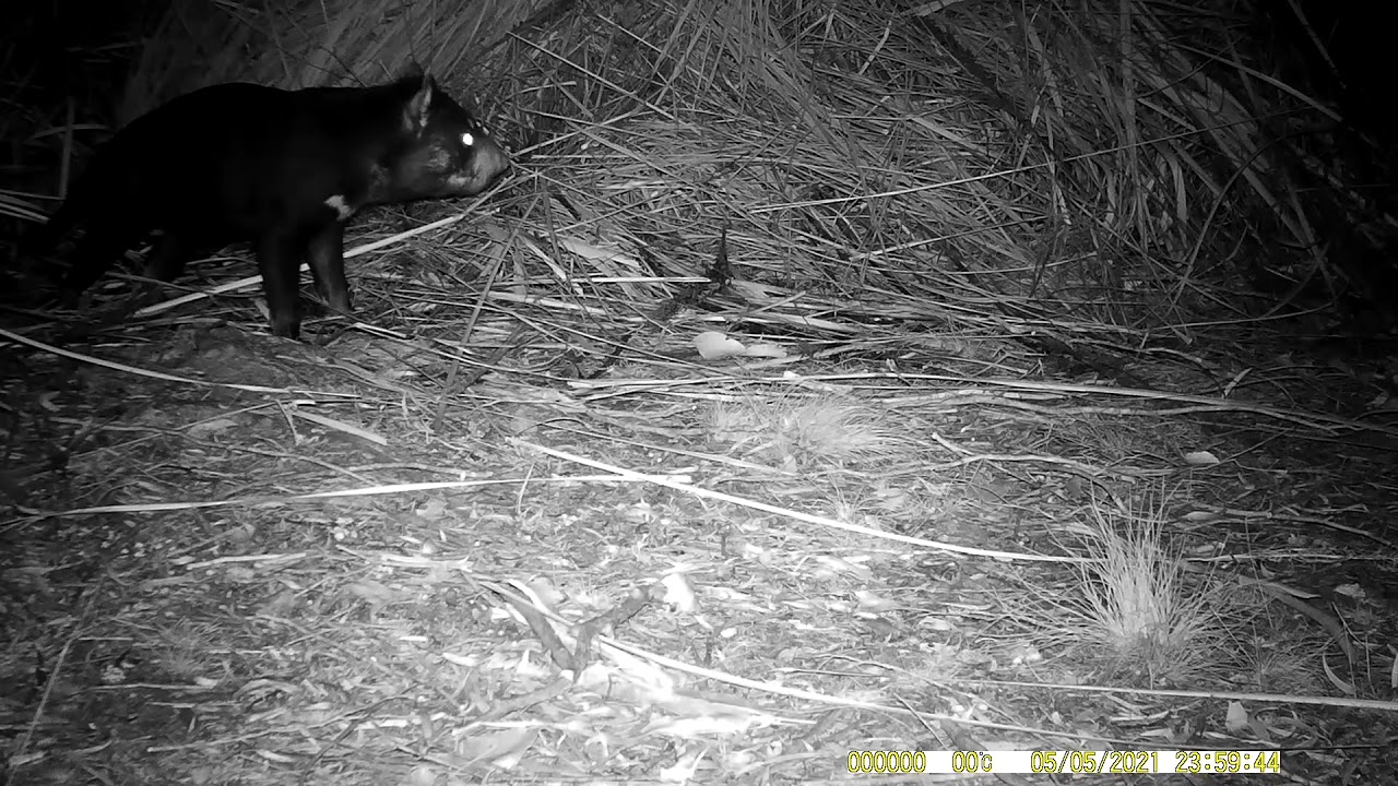 Devils and Quolls