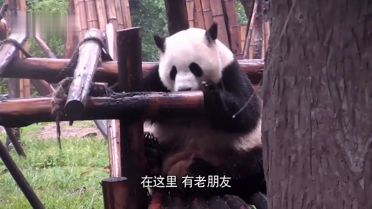 A temporary parting does not mean the end——panda 40