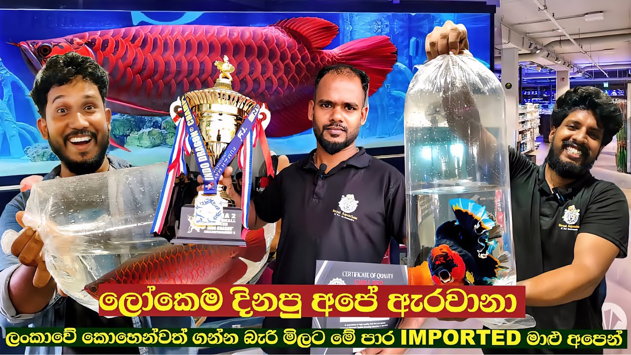 ලංකාවෙ නම ජාත්‍යන්තරයට අරන්ගිය සුපිරි Arowana😱 මෙ පාර අඩුම මිලට important මාලු අපෙන් @favoritpetbook