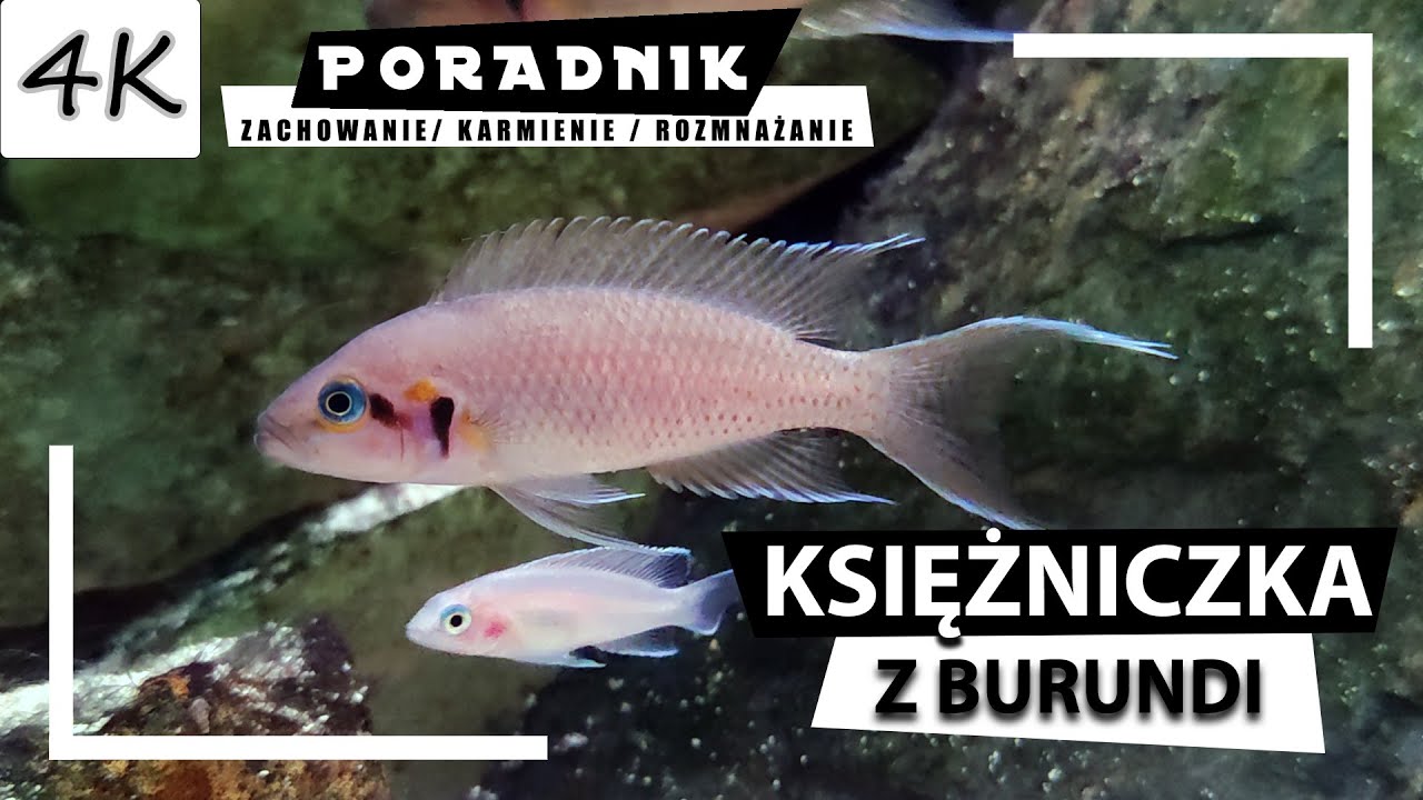 KSIĘŻNICZKA Z BURUNDI - Kompletny Poradnik! [4K]
