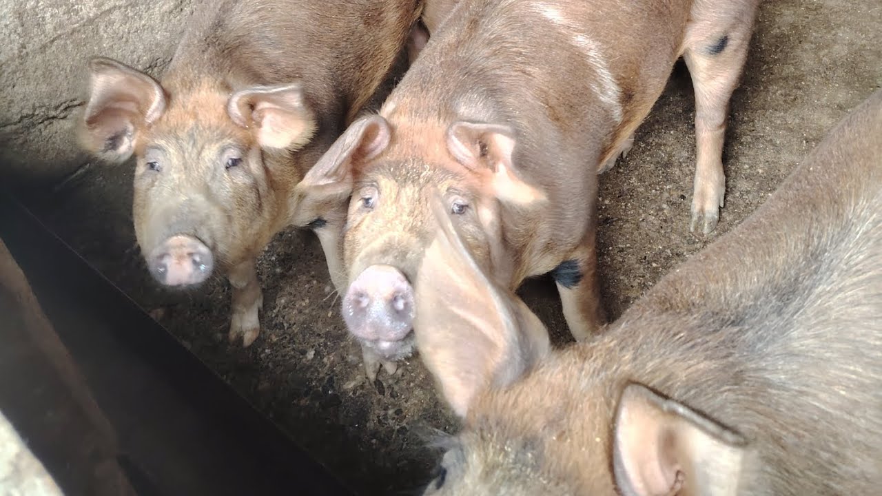 Vacile - porcii - vlog de la unchiu 🐷🐄🐈‍⬛☀️ #cătălinandtheanimals #animals #fun #farmanimalct 