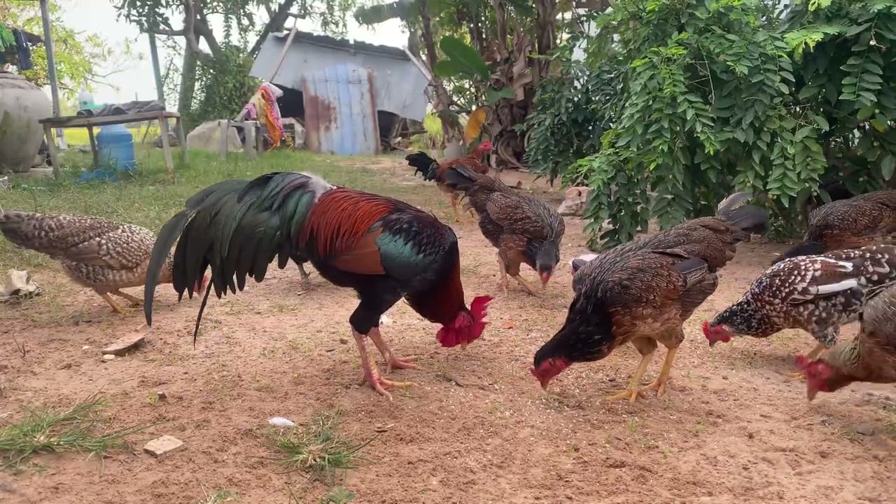 គ្រួសារមាន់ / អោយចំនីមាន់