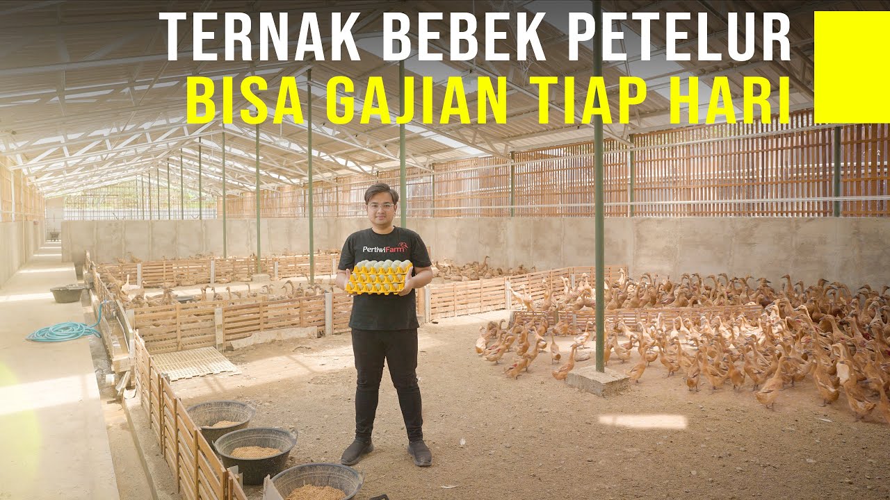 Ternak Bebek Petelur Kering Intensif, Perawatan Mudah Hasilkan Telur Lebih Banyak & Untung Tiap Hari