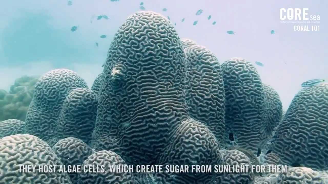 Coral101 01:Sedimentation
